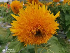 -亚龙湾国际玫瑰谷