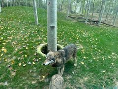 -北京野生动物园