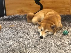 -柴务处·柴犬主题狗咖