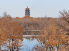 -金塔沙漠胡杨林景区