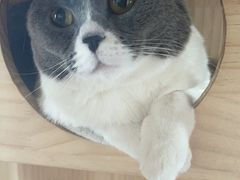 -宠福鑫康馨动物医院·骨科·眼科