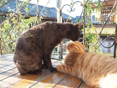 -喵屿·大理花园猫咖