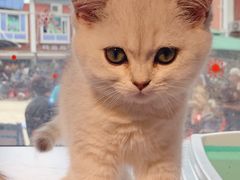 -爱侣宠医·鹦鹉专科·小型哺乳类·异宠专科(灵石路店)