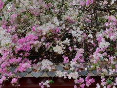 -深圳国际园林花卉博览园