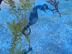 -上海海洋水族馆