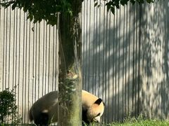 -卧龙中华大熊猫苑神树坪基地