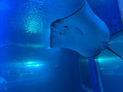 -太平洋海底世界