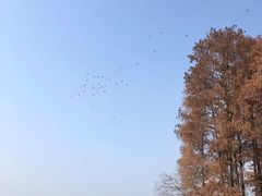 -东湖落雁景区