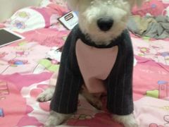 -翊宠yipet猫狗购宠庄园犬舍•猫舍