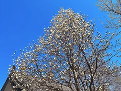 -护国法轮寺