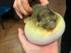 -肆月河豚·新淮扬(金融街店)