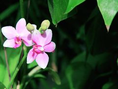 -北京植物园-展览温室