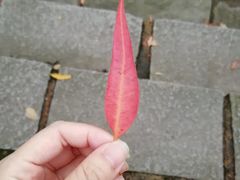 -火炉山森林公园
