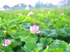 -梁鸿国家湿地公园
