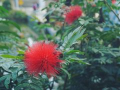 -东莞植物园