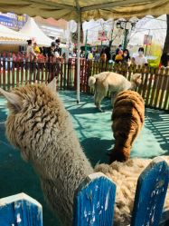 -萌宠亲子动物乐园(槐房万达店)