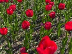 -长春公园(普阳街道)