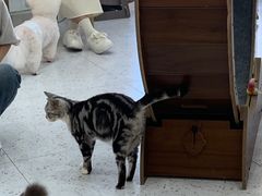 -喵园·猫主题咖啡厅·撸猫·猫咖(国贸店)