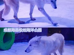 -海合安成都极地海洋公园