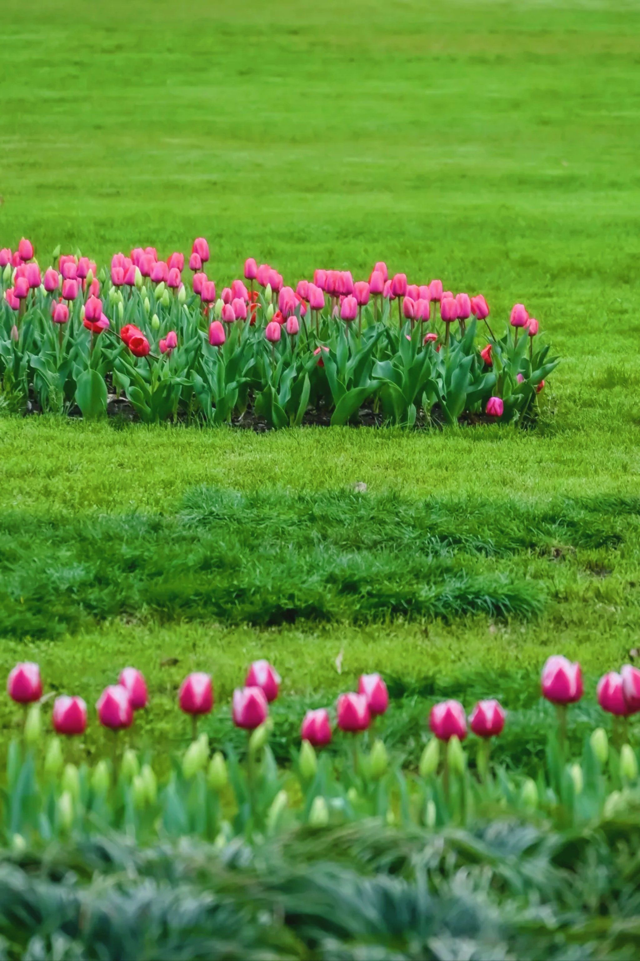 赏花游|杭州太子湾赏郁金香🌷一日游攻略❗