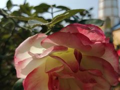 -松山湖梦幻百花洲