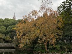 -叶家花园
