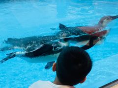 -帝企鹅自助餐厅•儿童岛•真企鹅(长隆企鹅酒店)