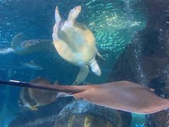 -太平洋海底世界