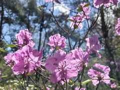 -黑龙江省森林植物园