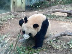 -广州长隆野生动物世界