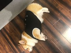 -豆柴町-柴犬主题狗咖(红鼎国际C座店)