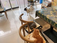 -平行世界·猫咖(首经贸店)