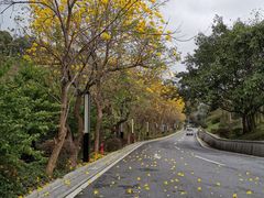 -广州市流溪河国家森林公园