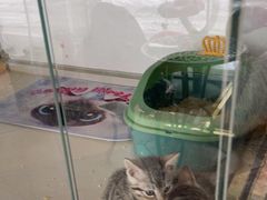 -糯米喵星人总部直营旗舰店·猫舍·幼猫出售