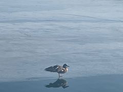 -宝瑞门钉肉饼店