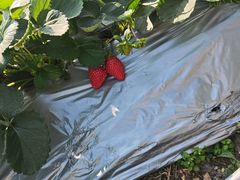 -新塘水果乐园(东洲大道店)