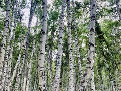 -乌兰布统景区-白桦林