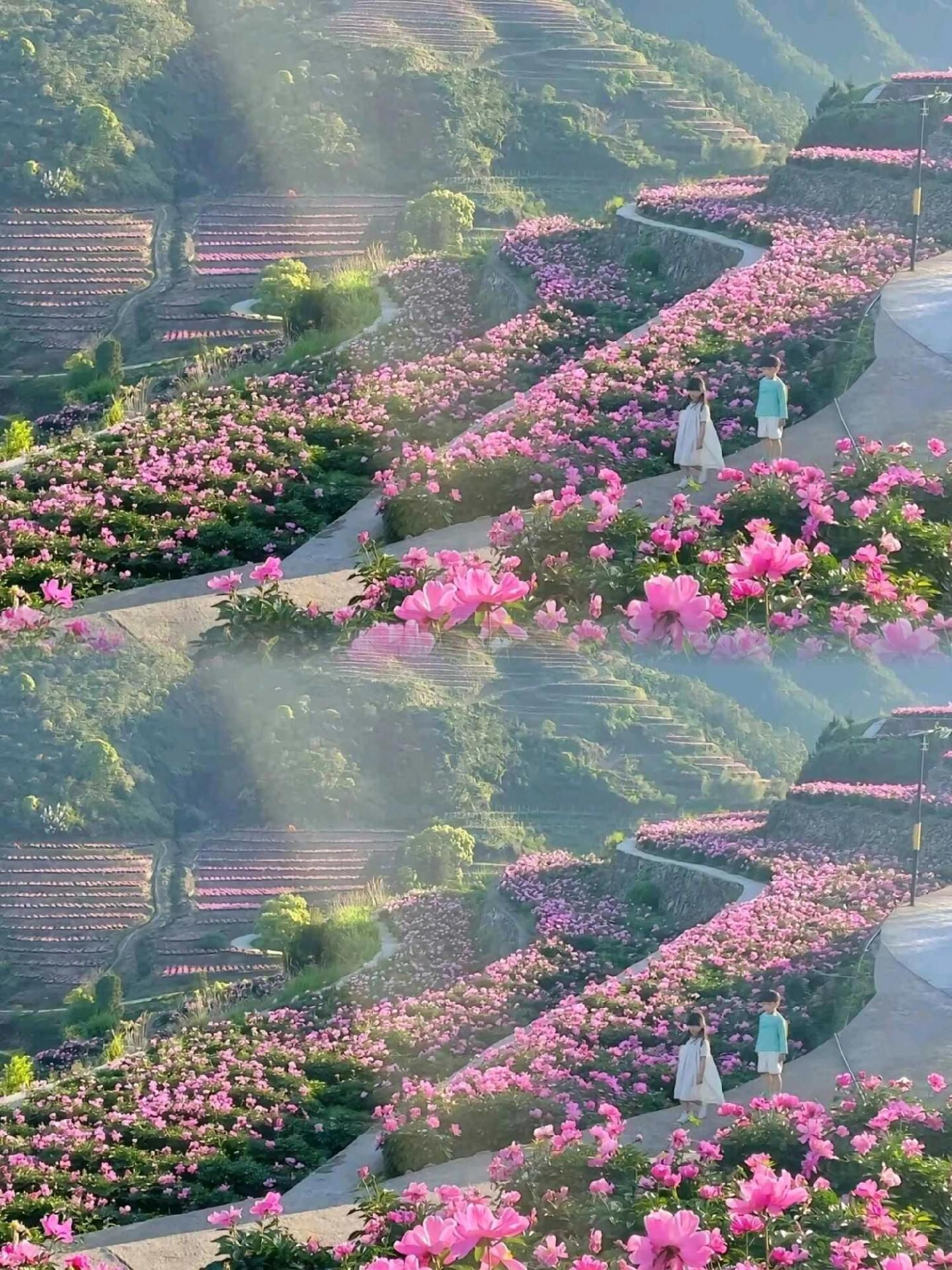 芍药谷的花可以拍了