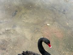 -千岛湖石林