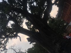 -中岳庙