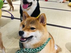 -逗柴咖啡屋·狗咖猫咖宠物桌游