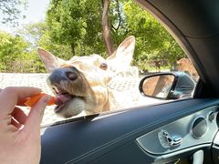 -常州淹城野生动物世界