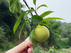 -南山植物园