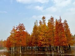 -白鹭湾湿地公园