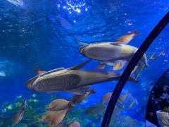 -太平洋海底世界