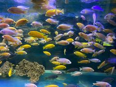 -沙沙哗啦海洋馆(华宇百花谷店)