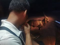 -清迈夜间动物园