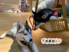 -Husky Go! 哈士奇体验馆·宠物咖啡厅狗咖