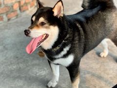 -柴犬高等学院·狗咖·柴犬售卖·宠物训练