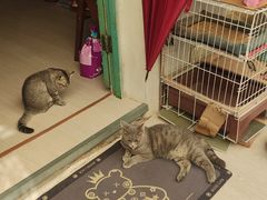 -猫岛主趣味餐厅(鼓浪屿店)